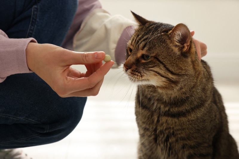 woman giving a medicine tablet to her cat