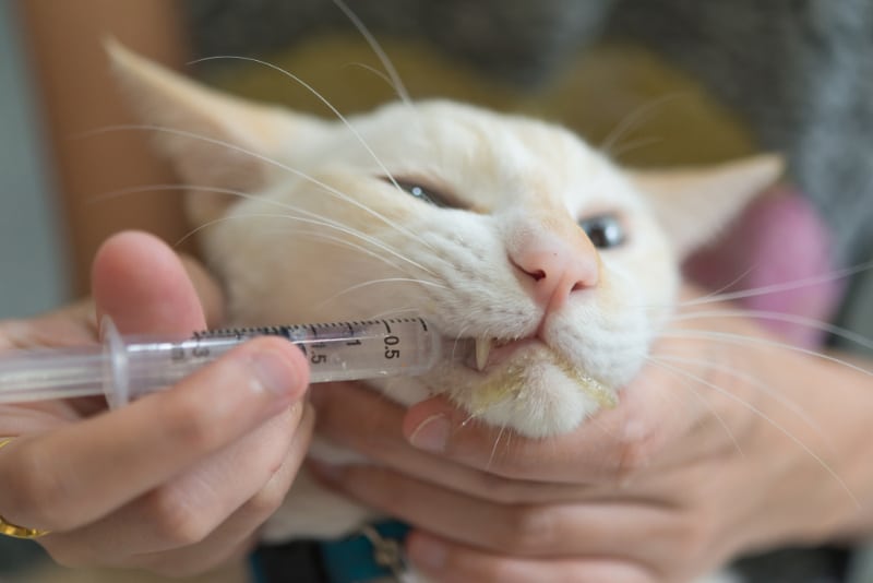 woman giving medicine to a cat