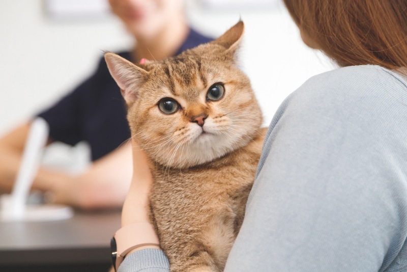 woman holding her cat in vet clinic