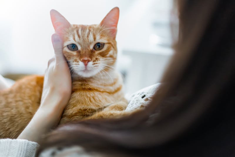 woman petting her cat