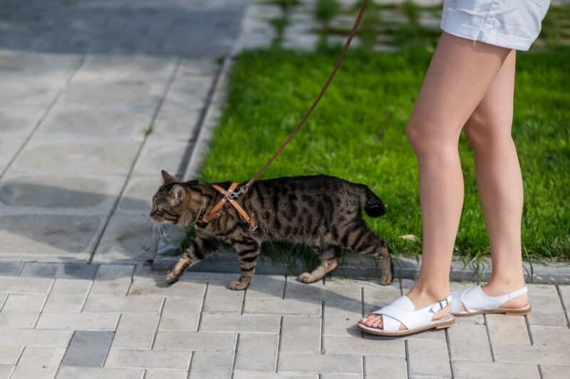 woman walking with her cat