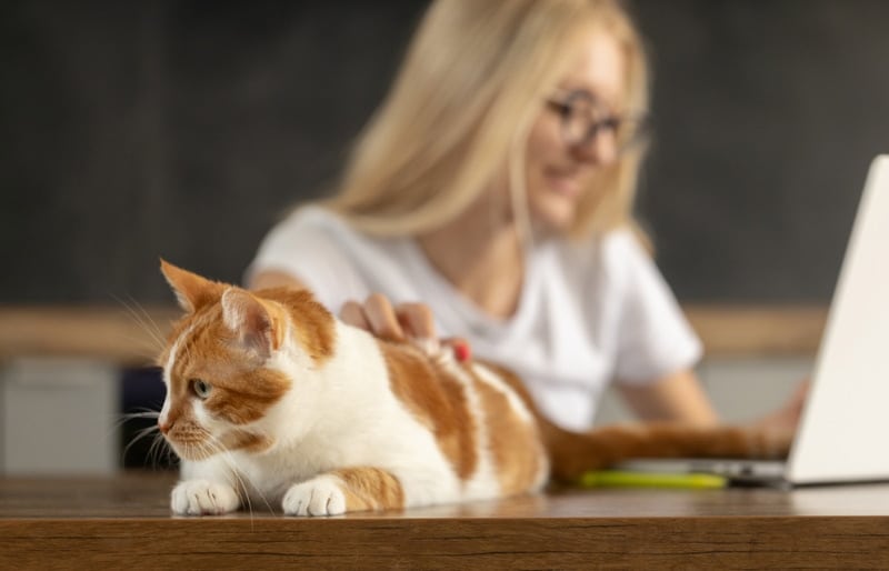 young woman working on the laptop while petting her cat at the office