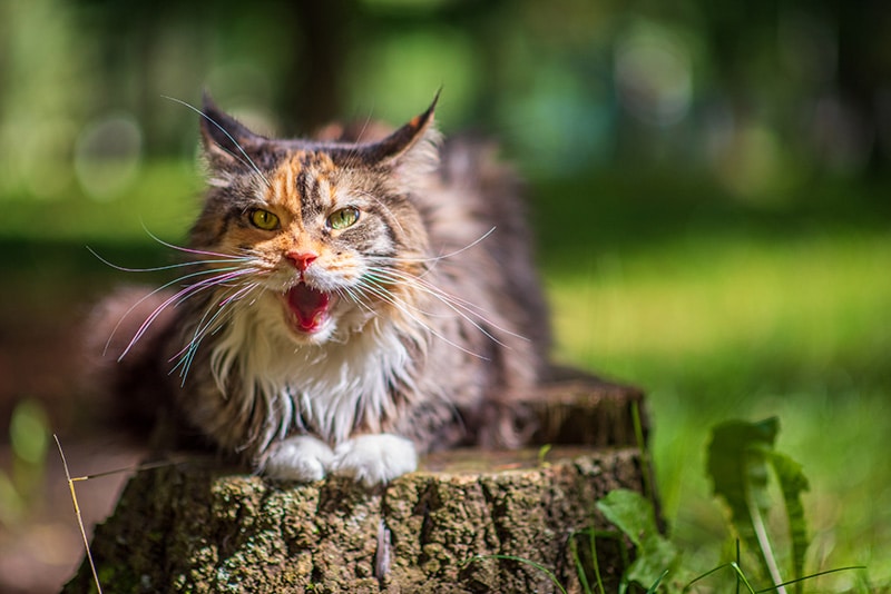 yowling adult cat at the park