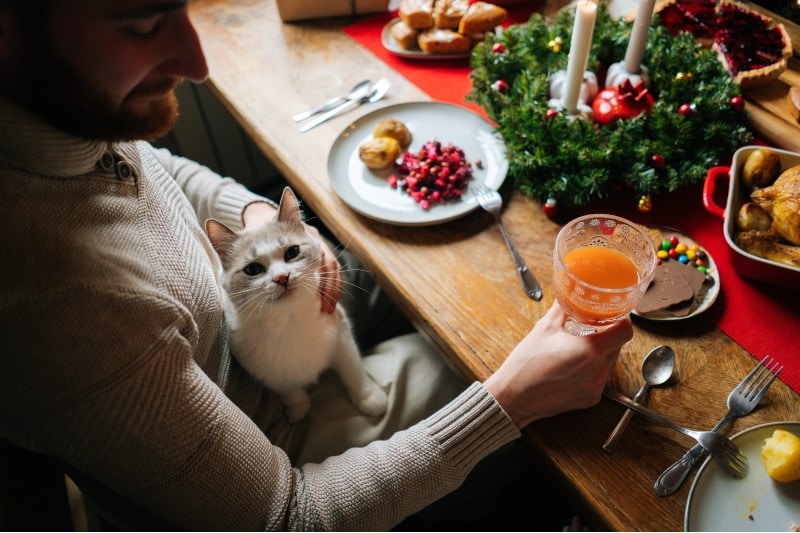 A man and a cat celebrating Thanksgiving