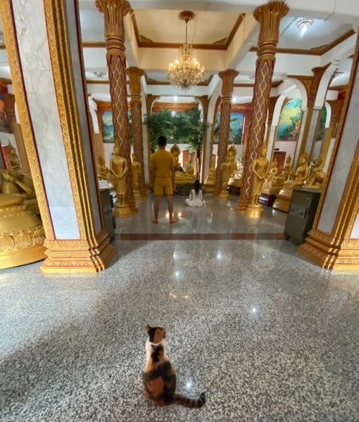 And sometimes cats sneak into the temples themselves in Thailand; no one seems tomind, and the cats freely wander, observing.