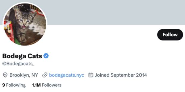 Bodega Cats Twitter Account.