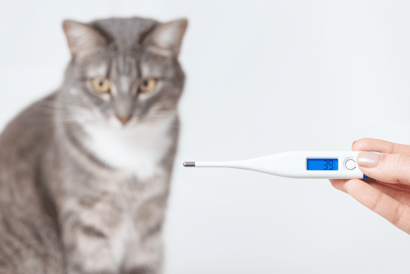 Cat Temparature thermometer