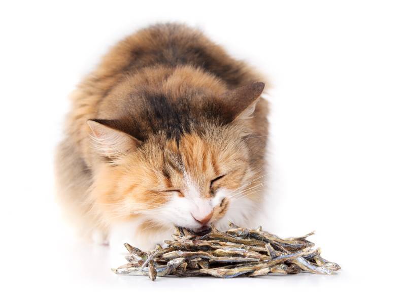 Cat eating dried or dehydrated sardines
