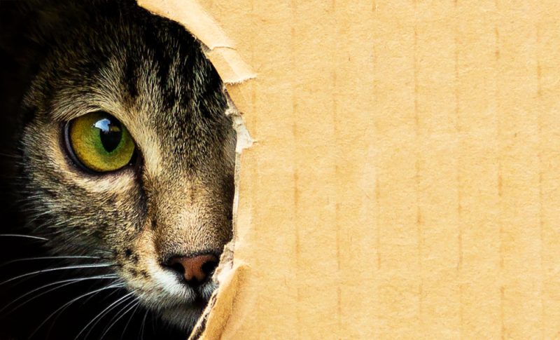 Cat looking from inside a cardboard box