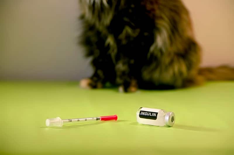 Cat with Insulin Bottle and Syringe