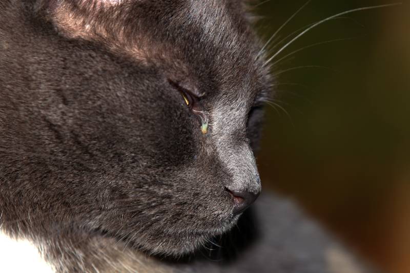 Cat with a booger or discharge in its Eye