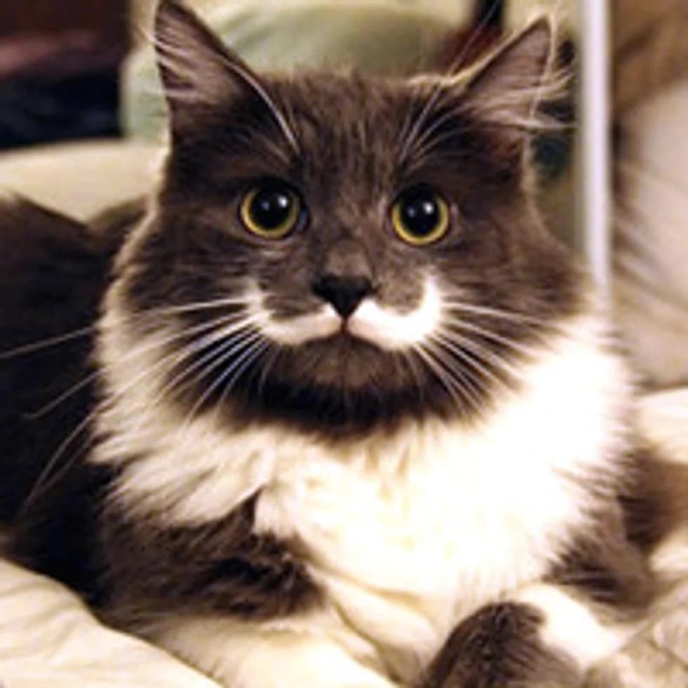 Cat with mustaches