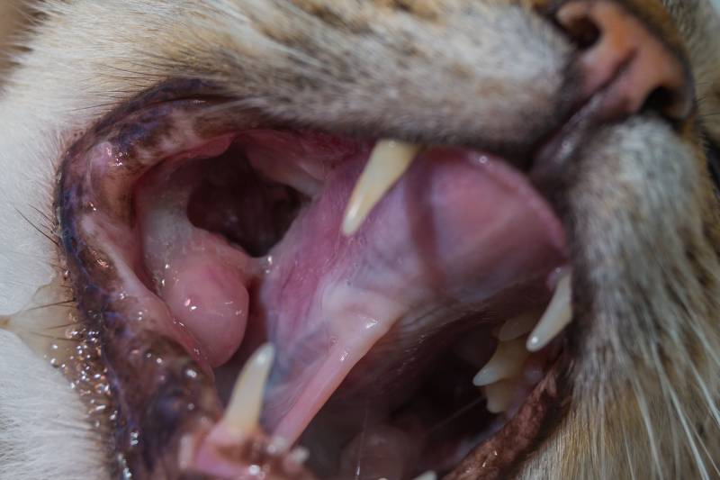 Cat with oral or teeth tumor