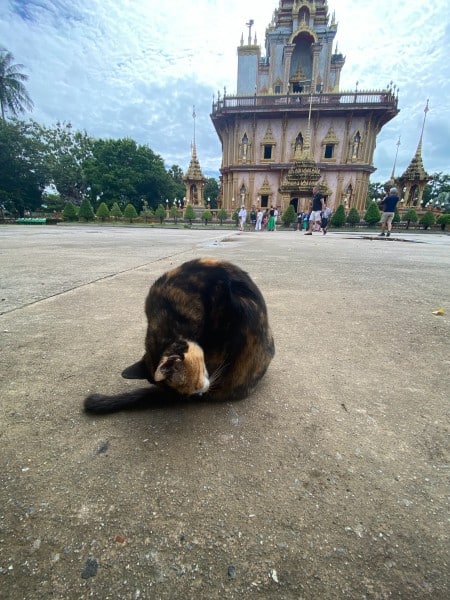 Cats are often found outside Thailand temples entertaining visitors.
