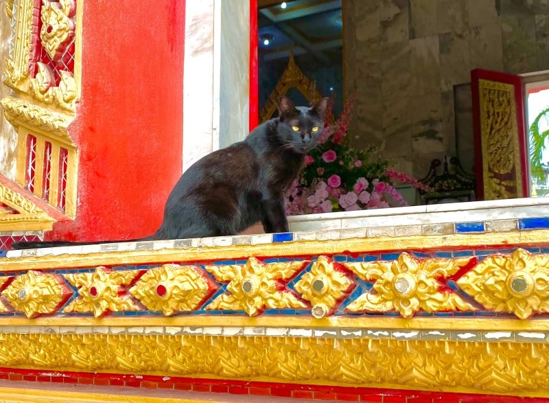 Cats can be found in the most unexpected places at Thai temples. This one was watching various ceremonies, from a window vantage point.