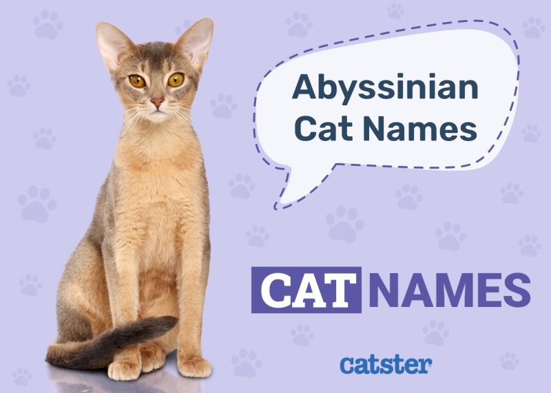 Amazing Names for Abyssinian Cats