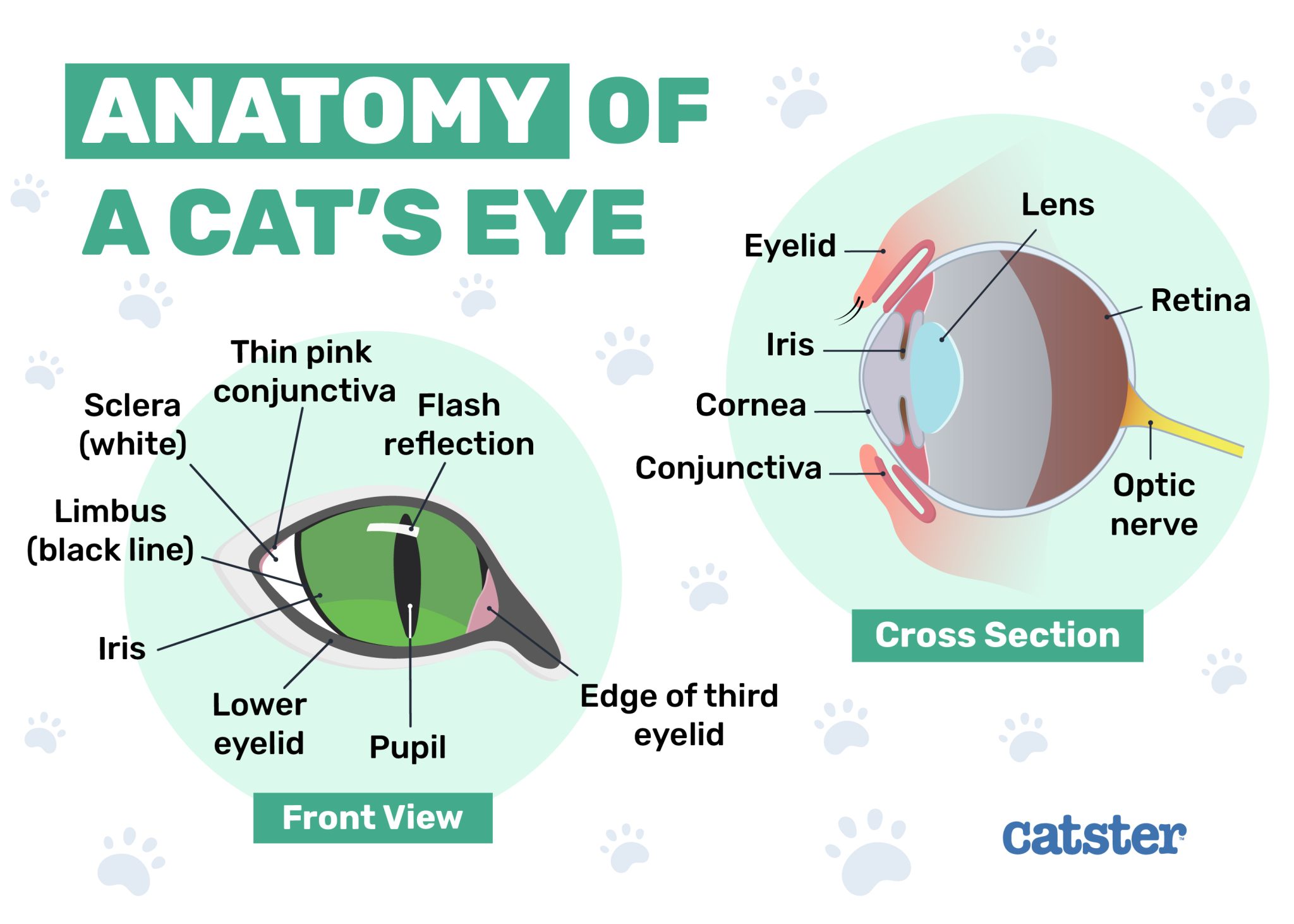 Anatomy of a cat's eye