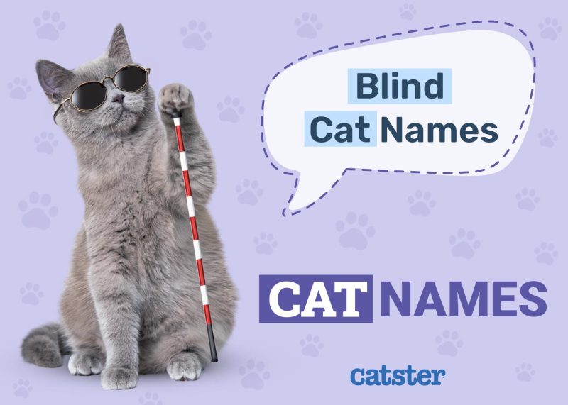 Blind Cat Names