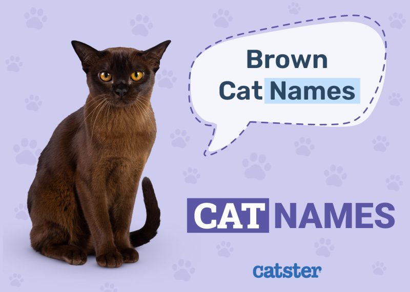 Brown Cat Names