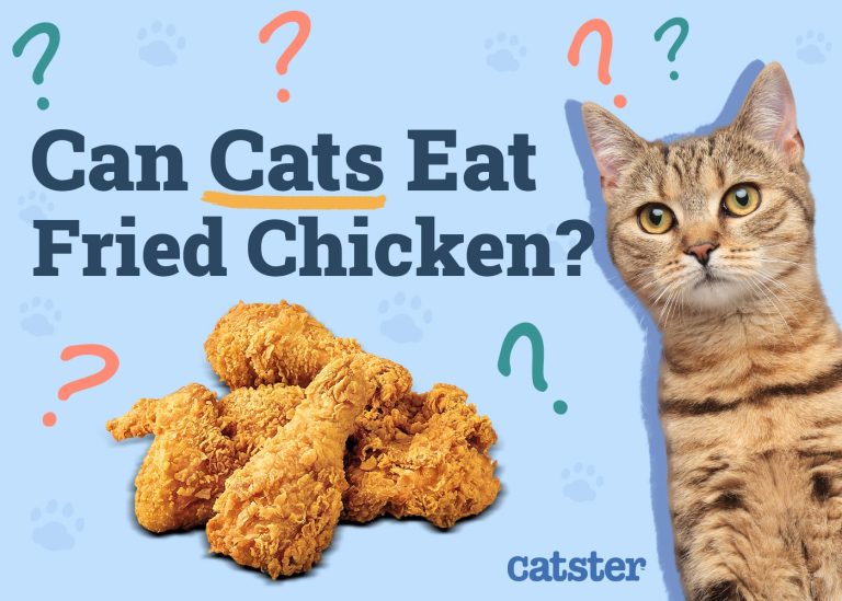 Can Cats Eat Fried Chicken? VetReviewed Risks & FAQ Catster