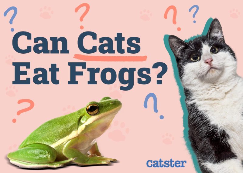 Can Cats Eat Frogs