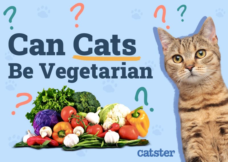 Can Cats Be Vegetarian