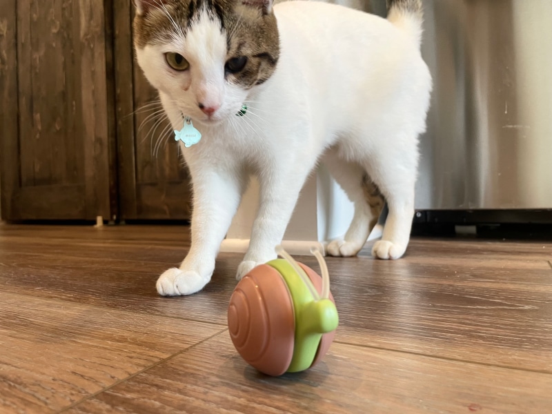 Cheerble Wicked Snail - makoa looking at the toy