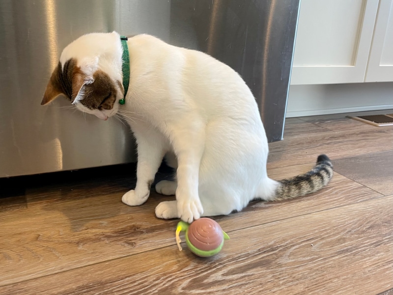 Cheerble Wicked Snail - makoa playing with the toy