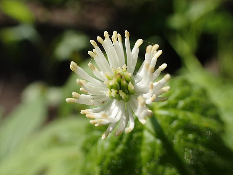 Closeup of Goldenseal flower in sunny spring forest