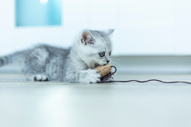 Cute Young gray british Tabby Cat Kitten Lying and jumping Down Playing and Biting Mouse and String Toy