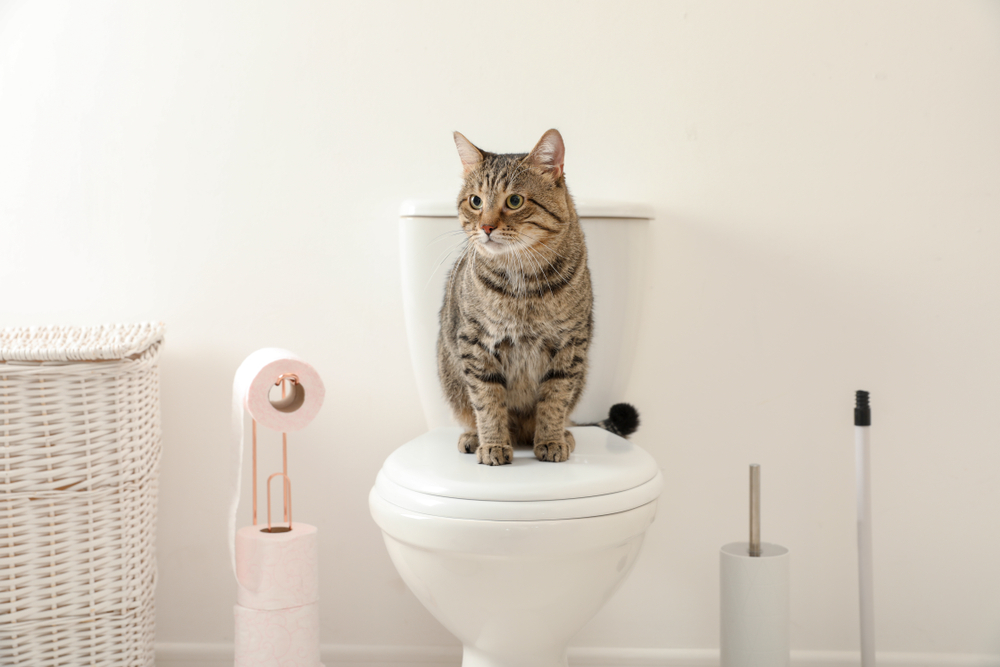 Cute cat sitting on toilet bowl with rolls of paper