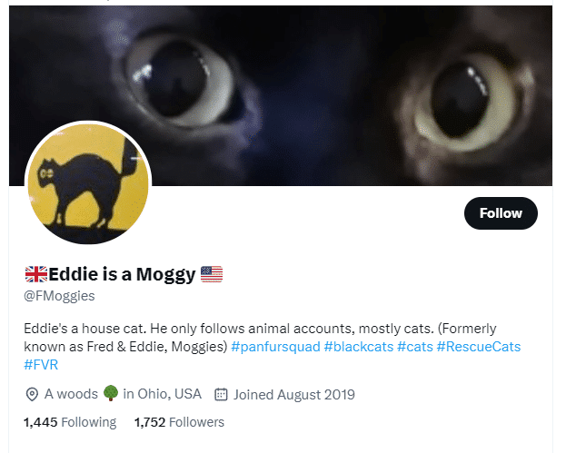 Eddie is a Moggt Twitter Account