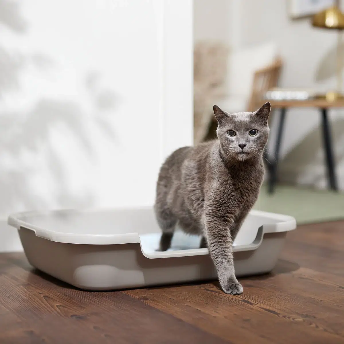 Frisco Senior and Kitten Cat Litter Box