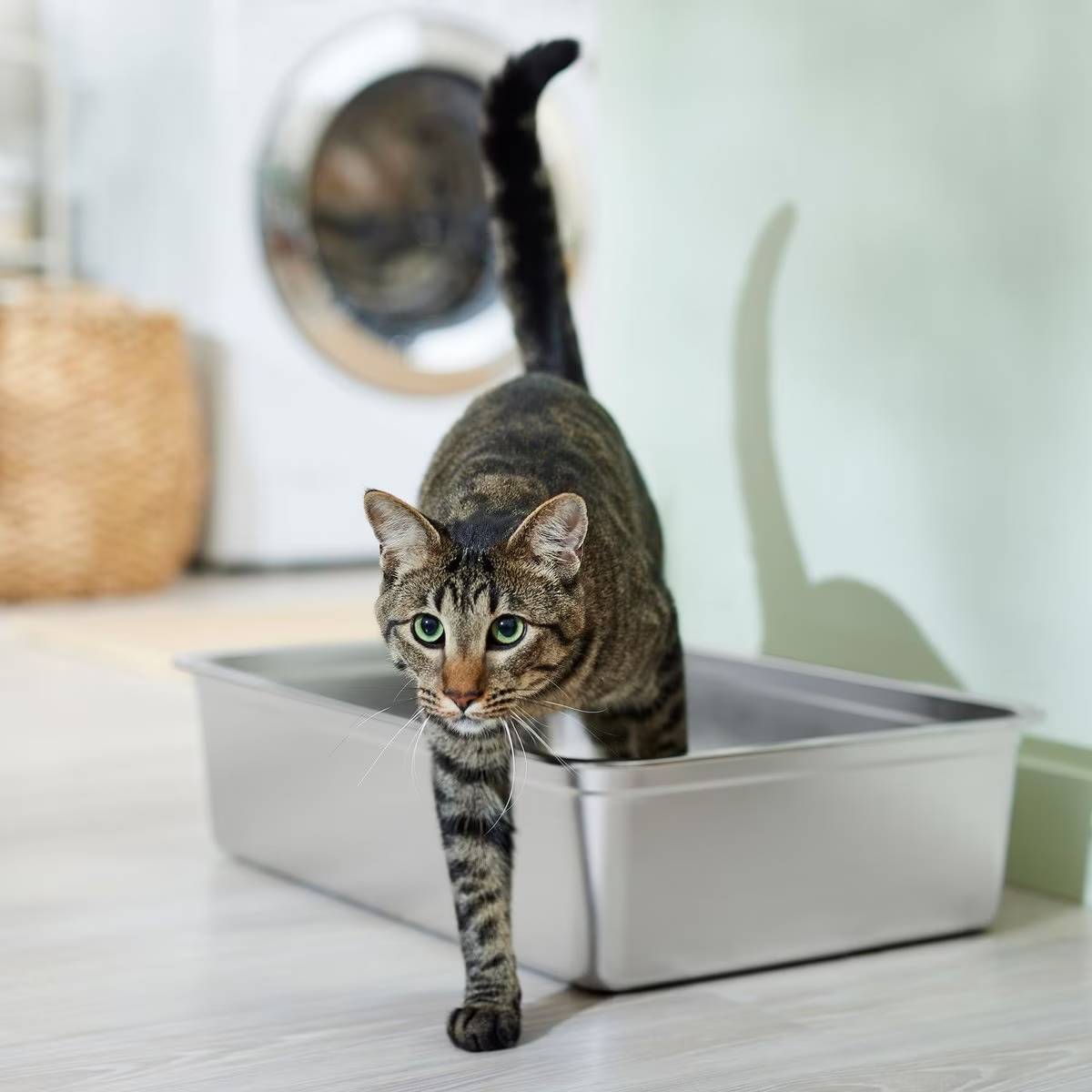 Frisco Stainless Steel Cat Litter Box