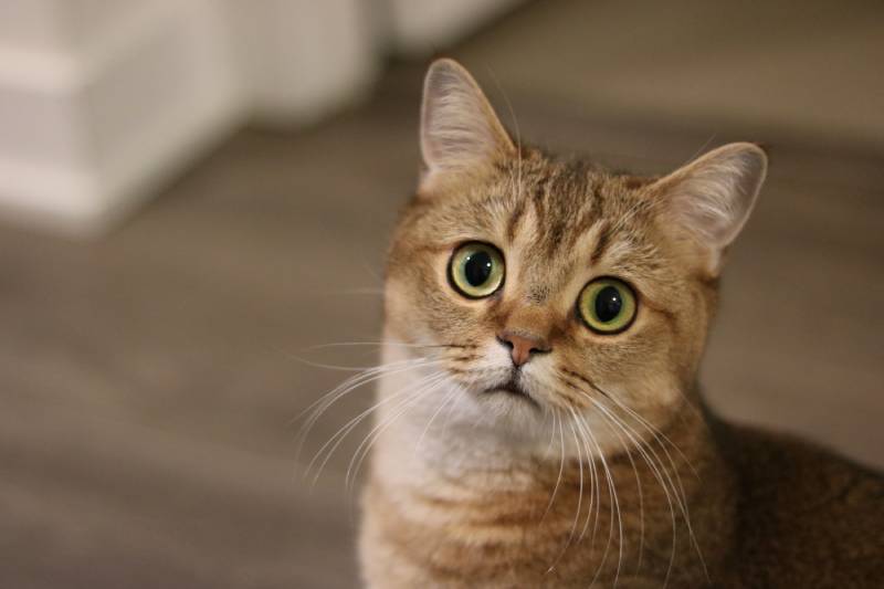 Golden shaded British short-hair purebred male cat is confused or surprised