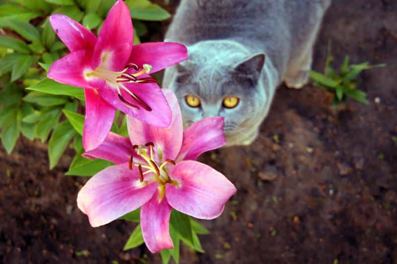 Gray Scottish cat in the lily flower garden