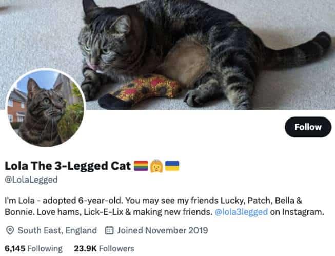 Lola The 3-Legged Cat Twitter Account