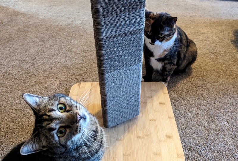 Omlet Cardboard Cat Scratching Post - cats sitting next to the product