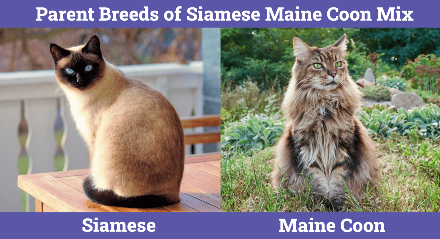 Siamese Maine Coon Mix Info, Pictures, Care & Traits Catster
