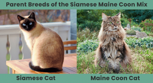 Parent Breed Of Siamese Maine Coon Mix