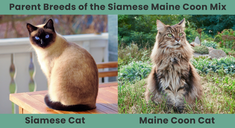 Siamese Maine Coon Mix Info Pictures Care Traits Catster siamese-maine-coon-mix-info-pictures-care-traits-catster