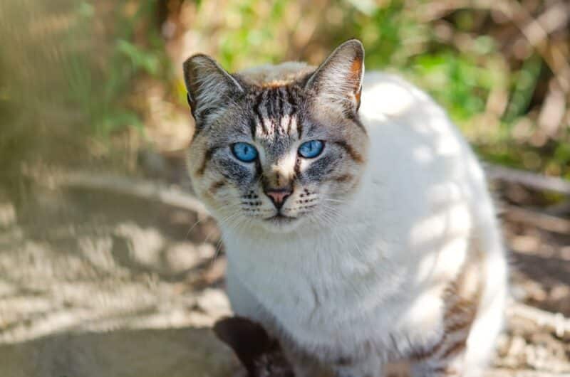 Portrait of a Ojos azules with blue eyes