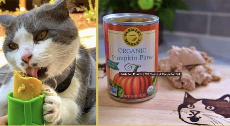 Push Pop Pumpkin Cat Treats_ A Recipe for Fall