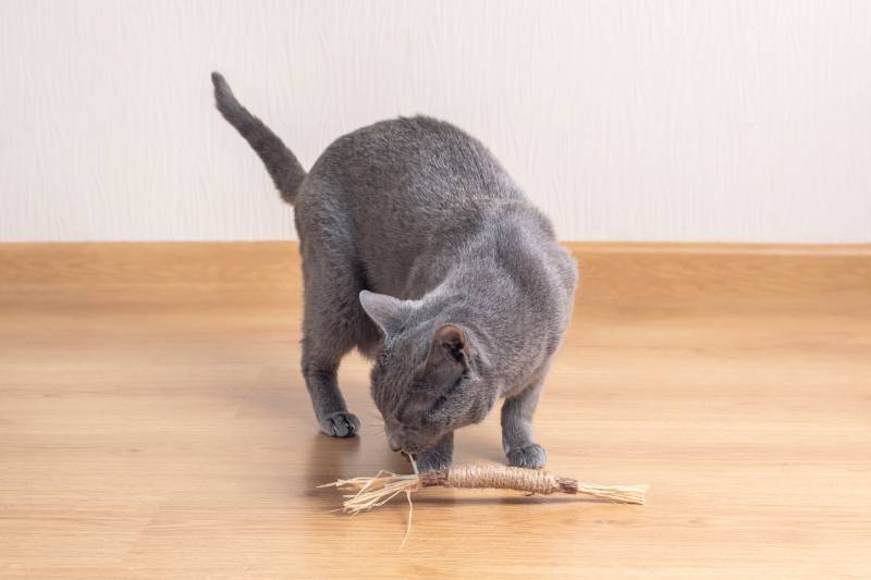 Russian Blue Cat is playing with toy made of Matatabi tree