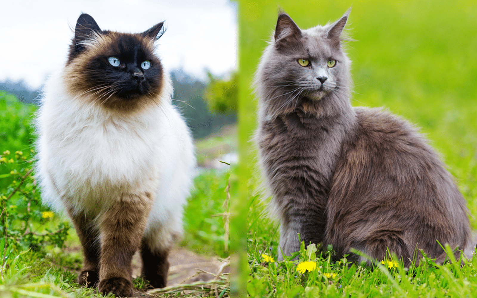 Side By Side Parent Breed Of Siamese Maine Coon Mix