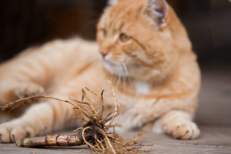 Soft focus ginger cat playing with a valerian root