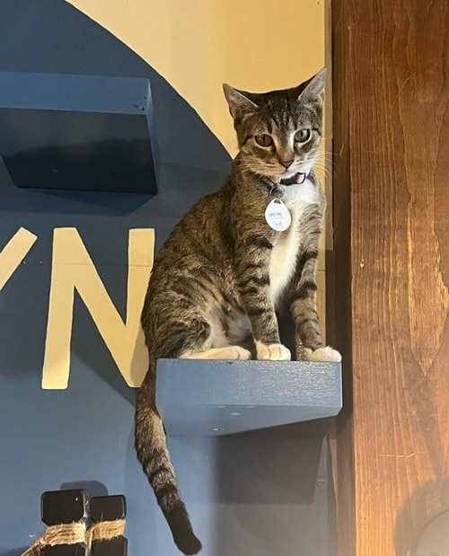 The Brooklyn Cat Café