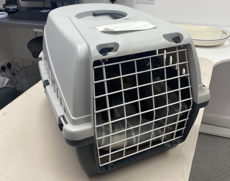 Traditional hard sided cat carriers can provide safe and secure cat transport