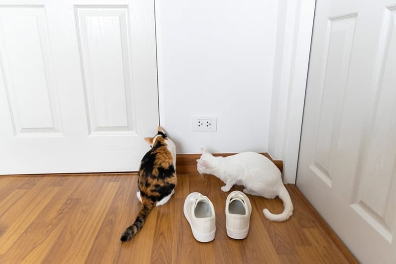 Two cat sitting at the door waiting for owner