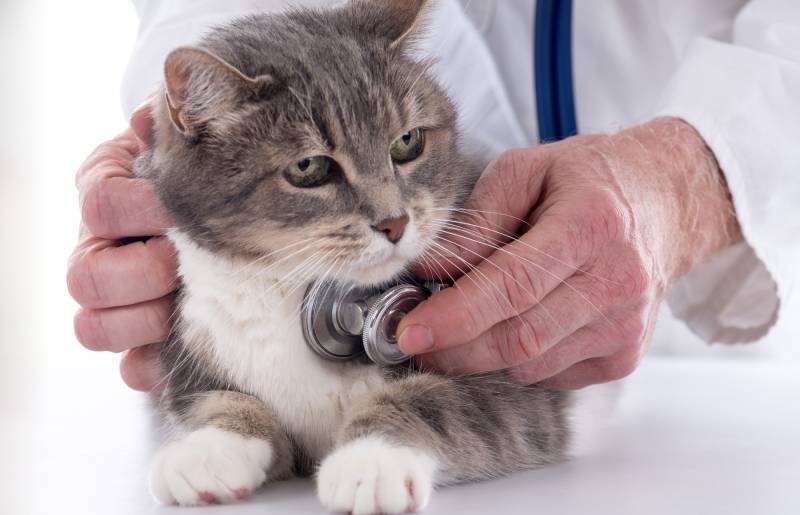 Veterinarian examining a cat's heart with his stethoscope